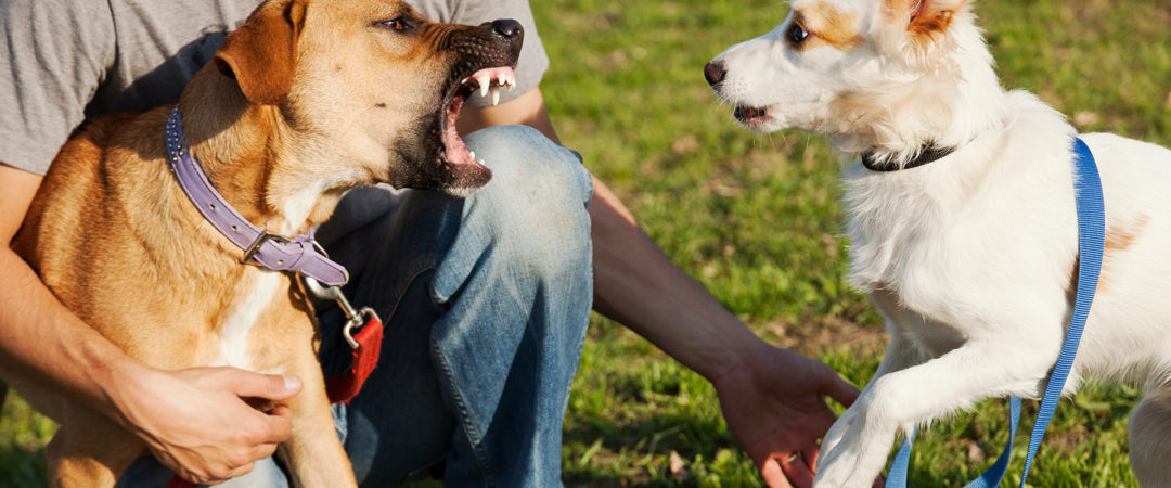 Dog Bite Attorney Santa Rosa CA | Dog Bite Lawyer Santa Rosa - The Law